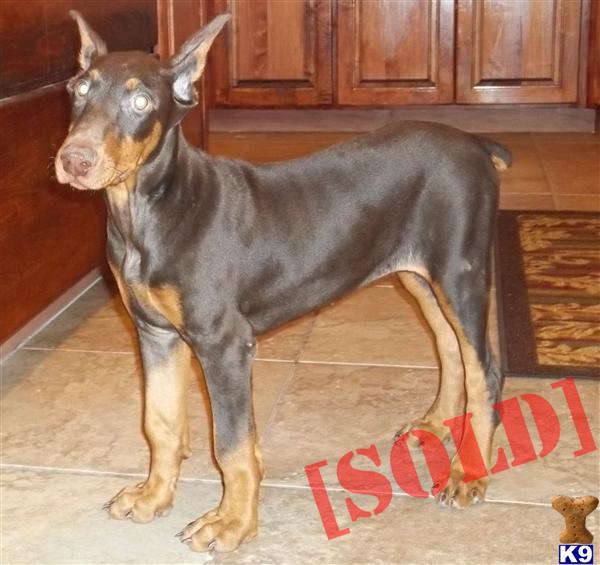 Gretchen , International Ch. Doberman female